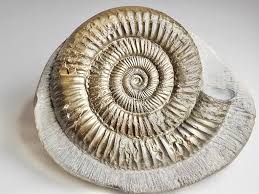A ammonite fossil