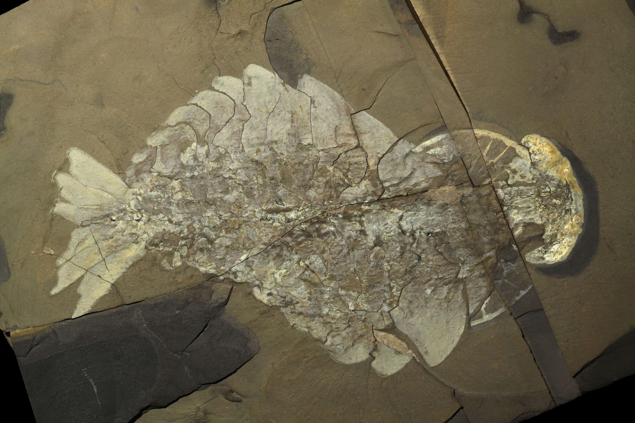 A anomilocarris fossil