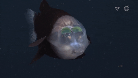 A Barreleye Fish