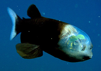 A Barreleye Fish