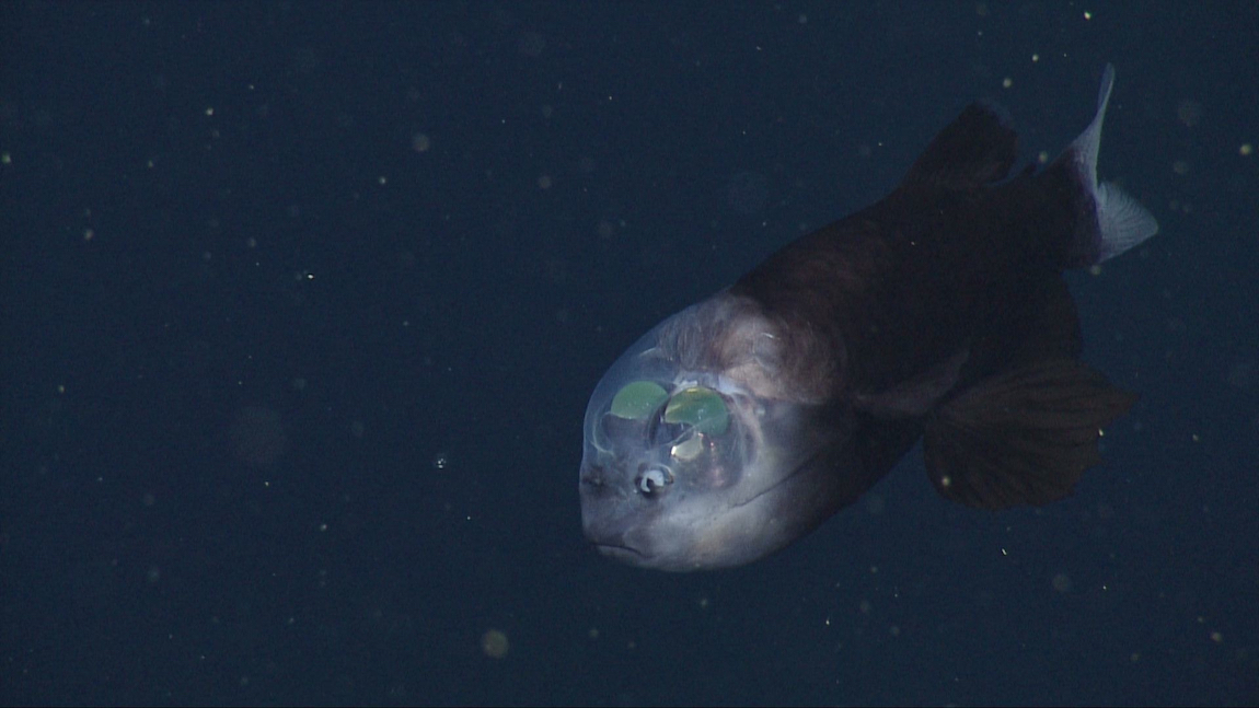 A Barreleye Fish