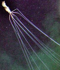 A Bigfin squid
