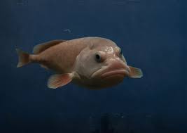 A Blobfish