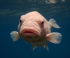A Blobfish