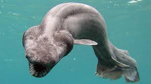 A Frilled Shark