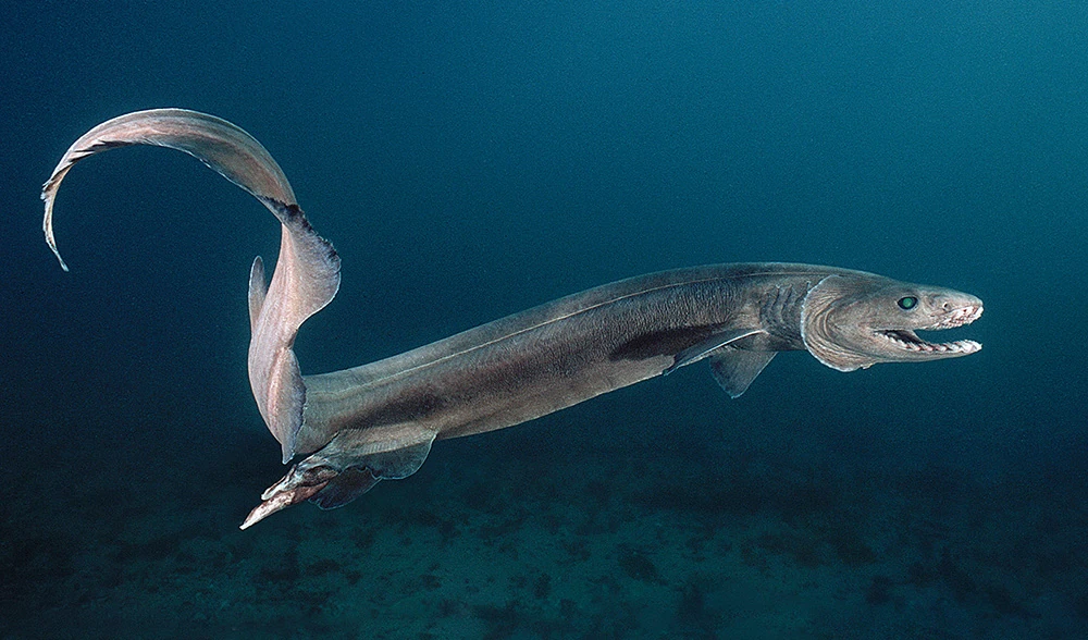A Frilled Shark