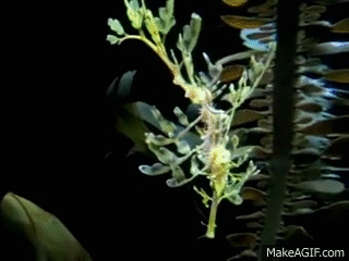 A Leafy Sea Dragon