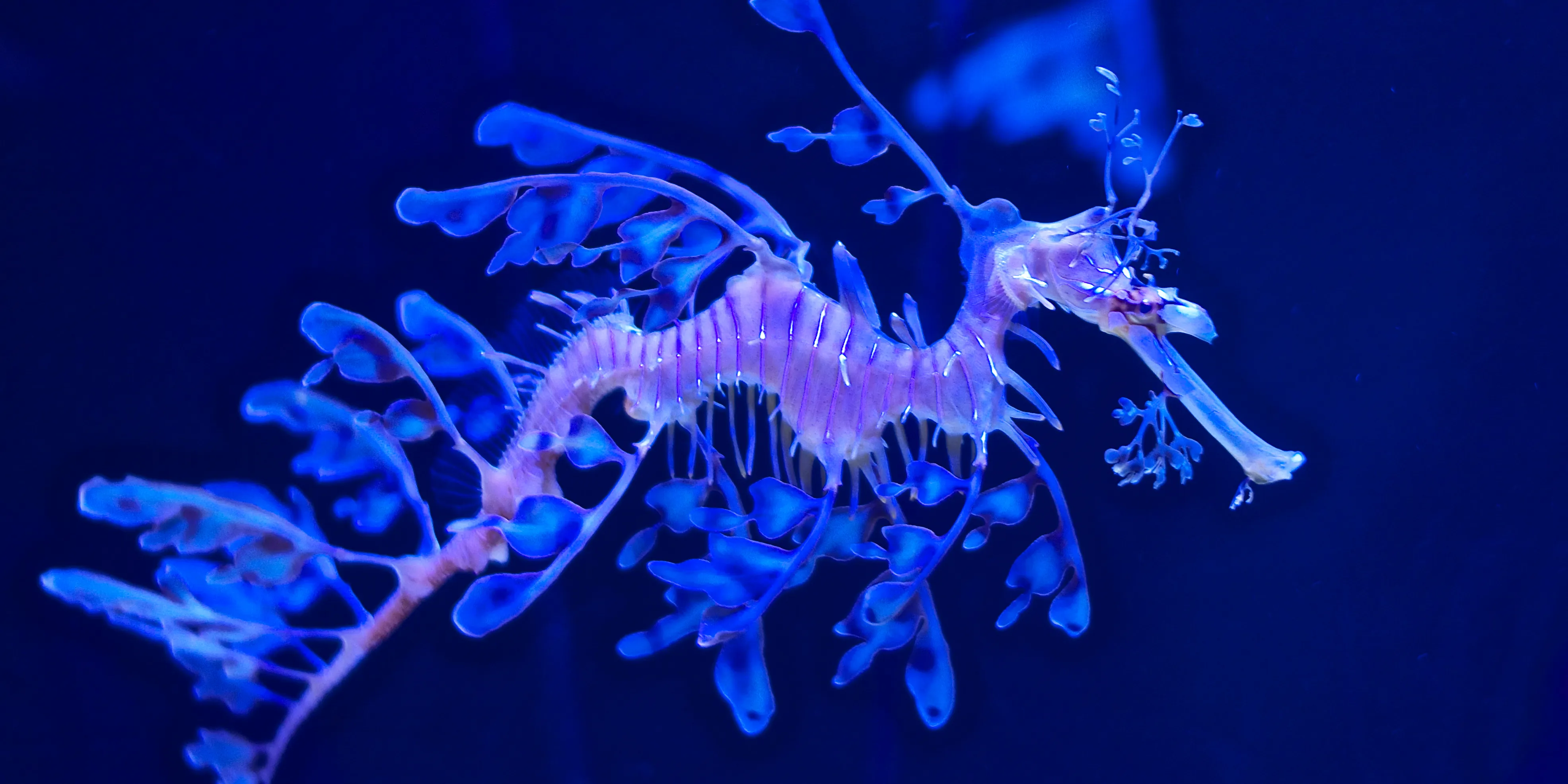 A Leafy Sea Dragon