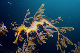 A Leafy Sea Dragon