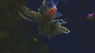 A Lion Fish