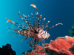 A Lion Fish