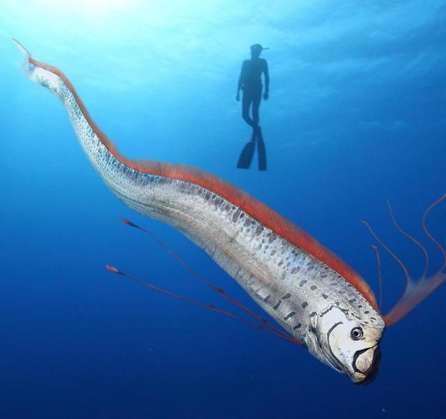 A Oarfish