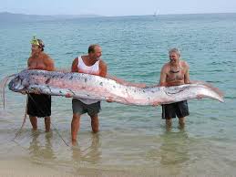 A Oarfish