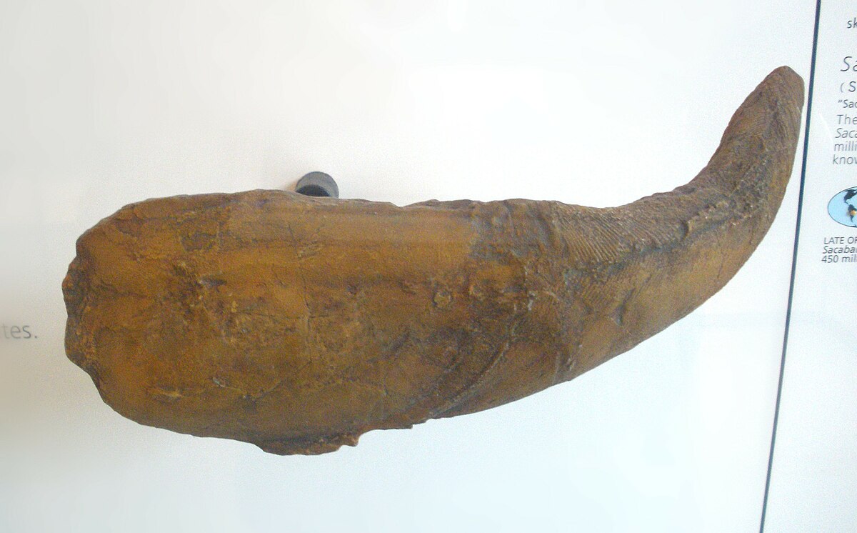 A sacabambaspis fossil