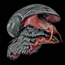 A scalyfoot gastropod