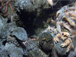 A scalyfoot gastropod