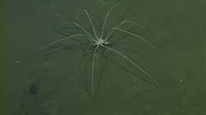 A seaspider