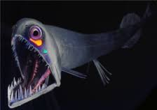 A Viperfish