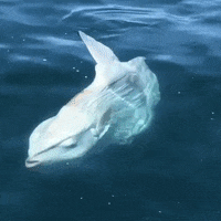 A Sunfish