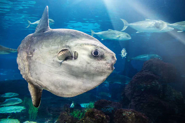 A Sunfish