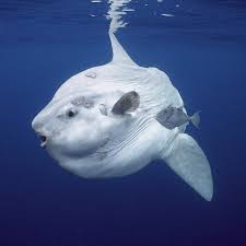 A Sunfish