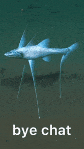 A Tripod Fish