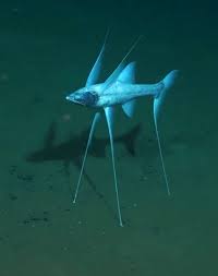 A Tripod Fish