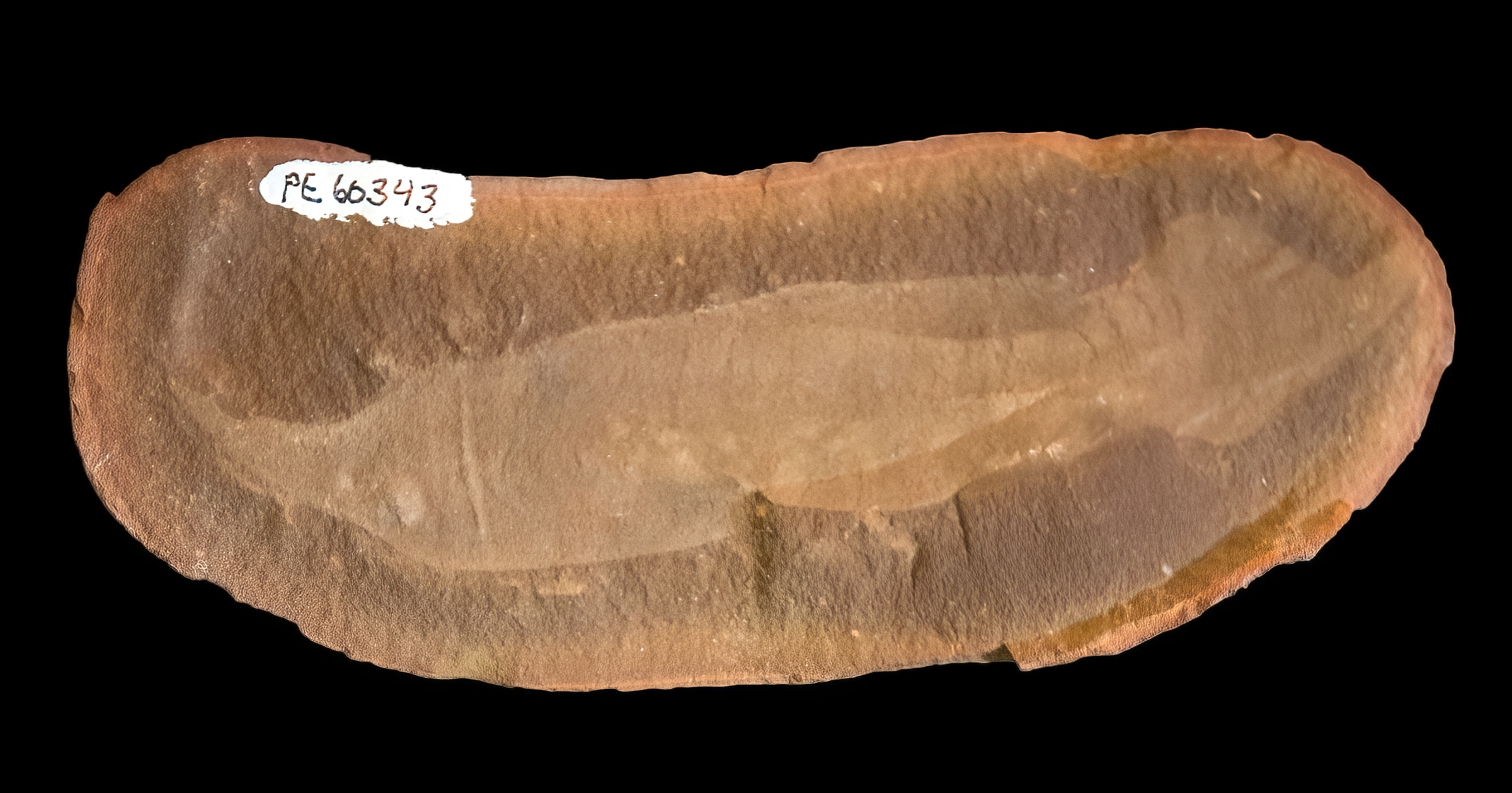 A tullyfish fossil